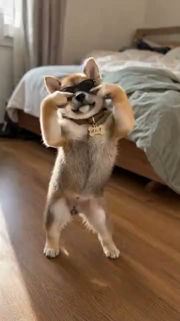 おうちで踊る柴犬